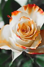 &quot;Flower Delivery Hillside Nj